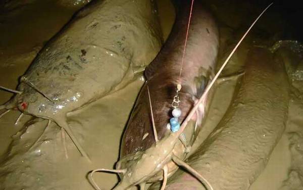 蚯蚓和鸡肝哪个钓鲶鱼好?