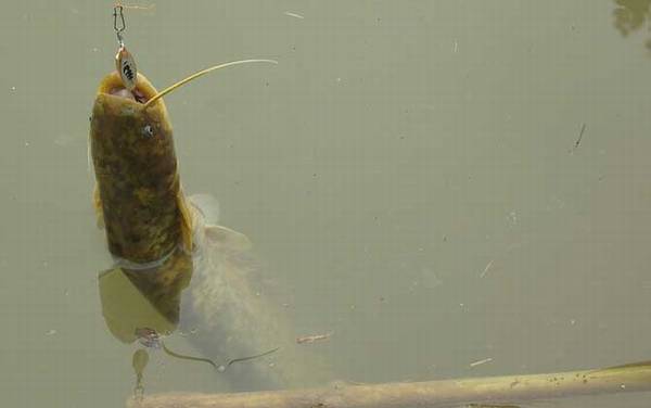 泥鳅钓鲶鱼效果怎么样?