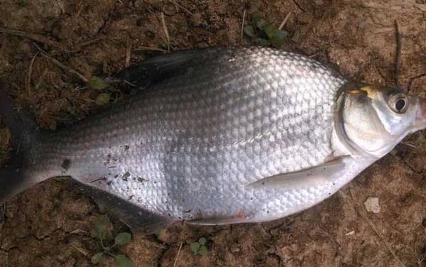 钓鳊鱼的最佳饵料配方