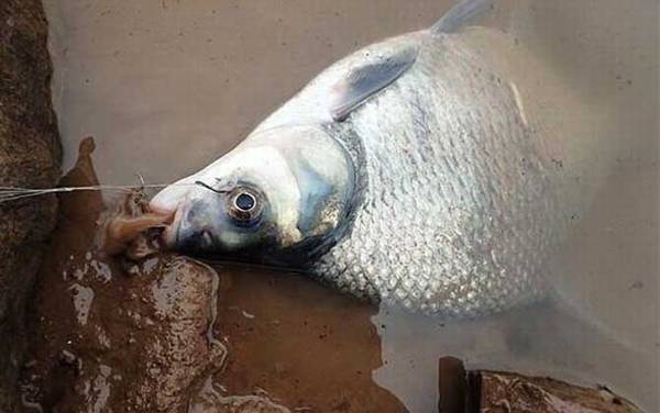 钓鳊鱼用什么商品饵料?