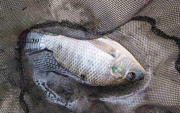 罗非鱼用什么饵料最好钓?