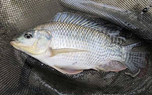 罗非鱼用什么饵料最好钓?