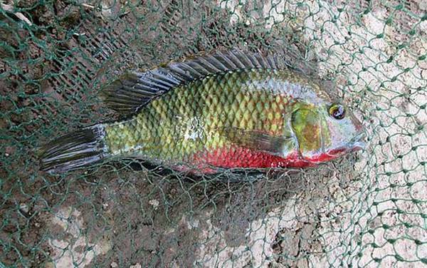 野钓大罗非用什么饵料最好?