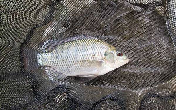 野钓大罗非用什么饵料最好?