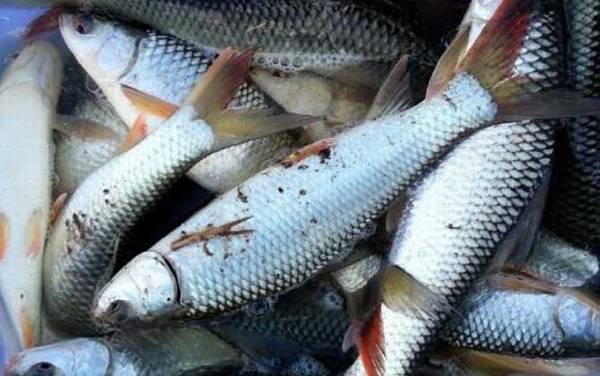 鲮鱼用什么饵料最好钓?