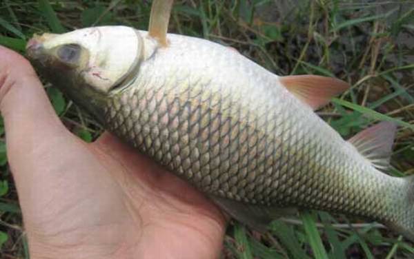 钓鲮鱼最好的饵料配方