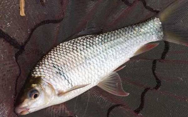 广东钓土鲮鱼必杀饵料配方