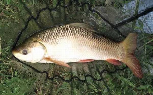 Ұ��������Ѷ����䷽