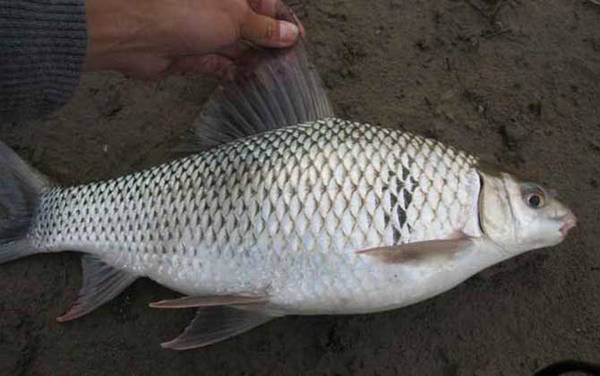 钓鲮鱼用什么商品饵料最好?