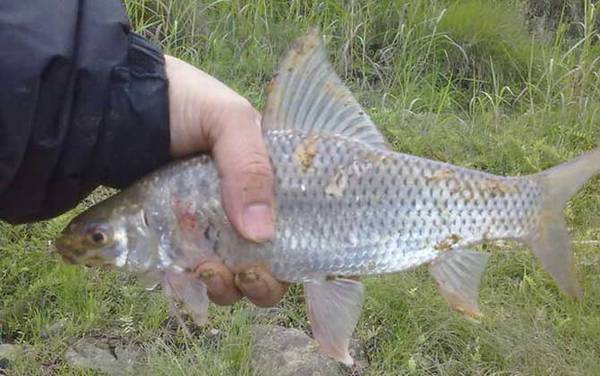 钓鲮鱼用什么商品饵料最好?