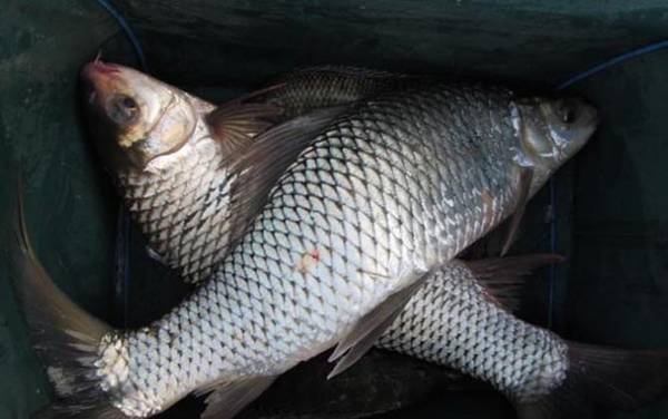 钓土鲮鱼用什么打窝?