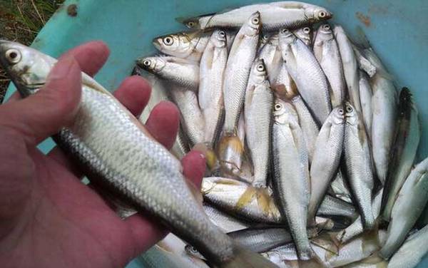 野钓白条鱼用什么饵料好?