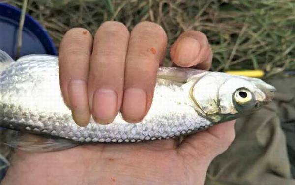 野钓白条鱼用什么饵料好?