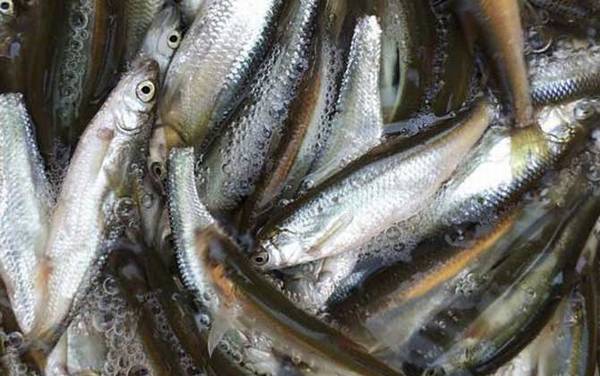 野钓白条鱼用什么饵料好?