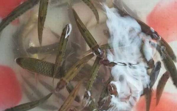 野钓白条鱼用什么饵料好?