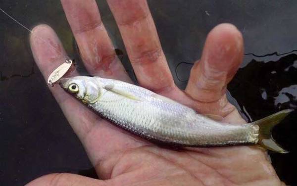 路亚钓白条鱼用什么拟饵?