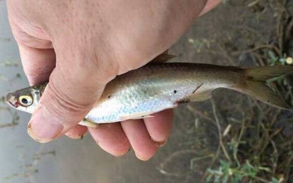 串钩钓白条鱼用什么饵料最好?