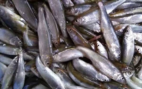 串钩钓白条鱼用什么饵料最好?