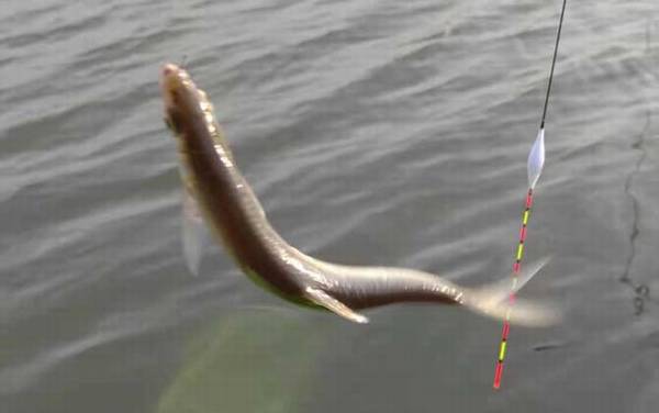 钓白条鱼用什么饵料打窝?