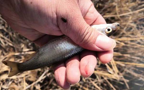 钓白条鱼用什么饵料打窝?