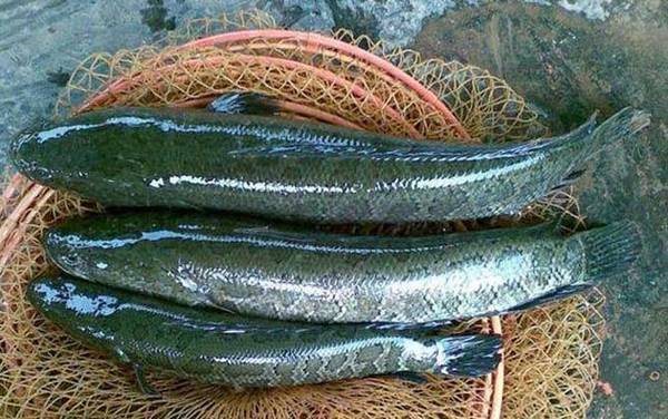 黑鱼用什么鱼饵最好钓?