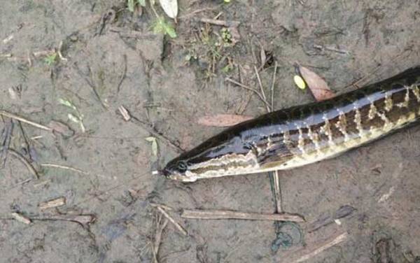 钓黑鱼用什么东西最好?