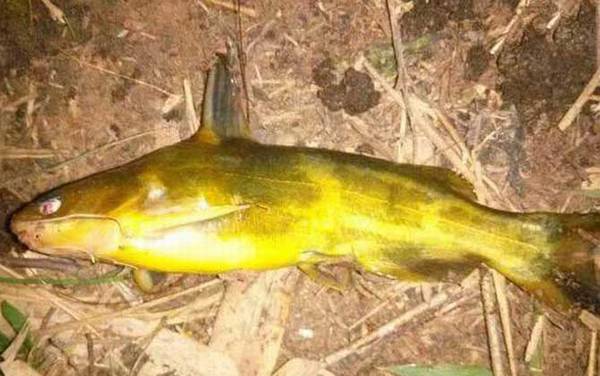 钓黄辣丁怎么挂蚯蚓?