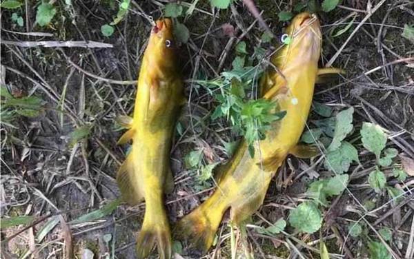 钓黄辣丁怎么挂蚯蚓?