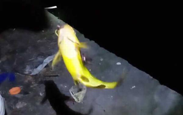 钓黄辣丁怎么挂蚯蚓?