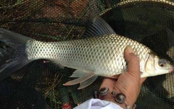夏天野钓鲮鱼最佳饵料配方