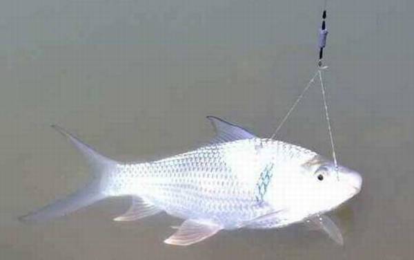 夏天鲮鱼喜欢什么味型的饵料?