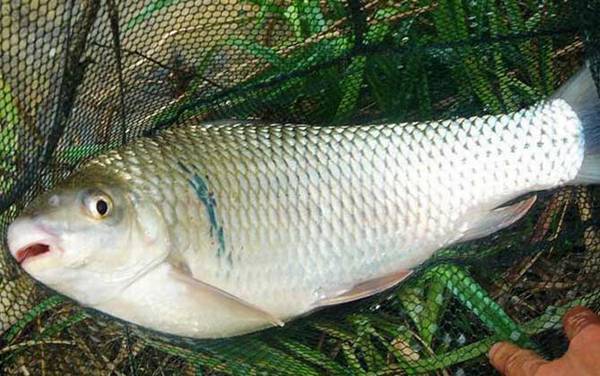 蚯蚓钓鲮鱼好吗?