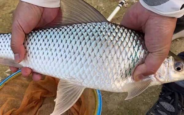 蚯蚓钓鲮鱼好吗?