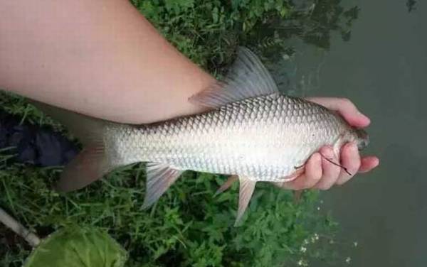 速攻918能不能钓鲮鱼?