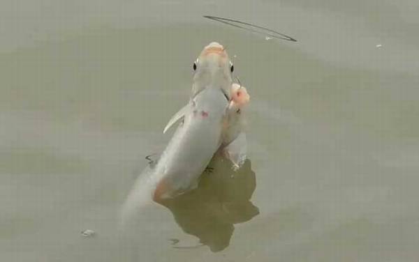 钓土鲮鱼用什么饵料最好?