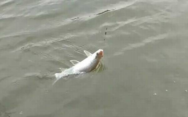 钓土鲮鱼饵料配方大全