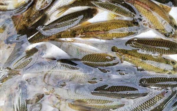 麦穗鱼用什么饵料放地笼?