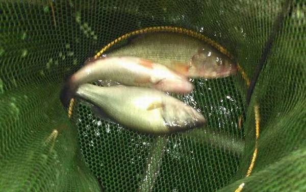 钓鲈鱼的最佳饵料是什么?