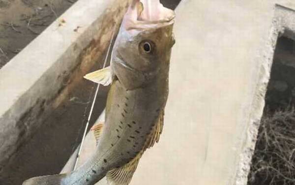 钓鲈鱼的最佳饵料是什么?