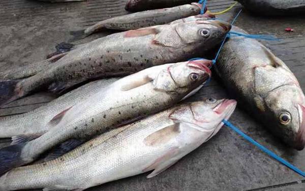 钓鲈鱼的最佳饵料是什么?