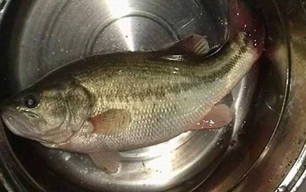 钓鲈鱼的最佳饵料是什么?