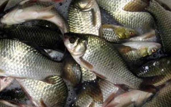 秋季钓鲫鱼用什么饵料最好?