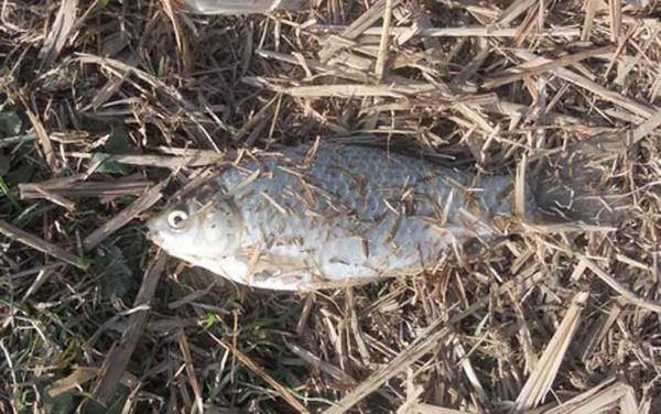 秋季野钓鲫鱼用什么饵料最佳?