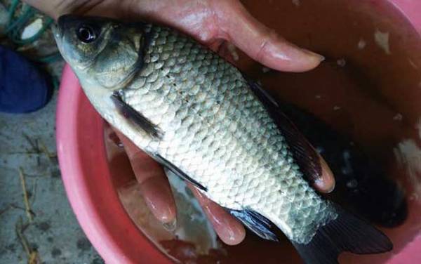 秋季用什么钓大鲫鱼?