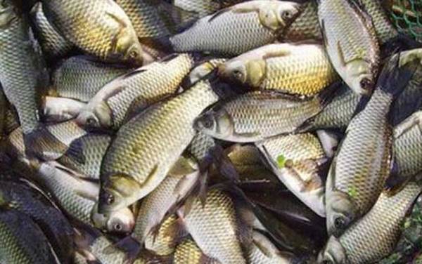 秋季用什么钓大鲫鱼?