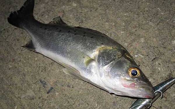 海钓鲈鱼用什么饵料比较好?