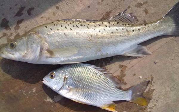 海钓鲈鱼用什么饵料比较好?