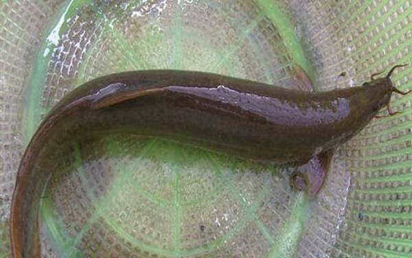 用什么饵料钓泥鳅最快?