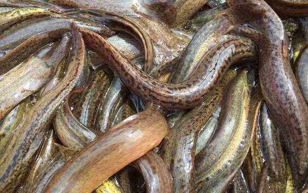 捉野生泥鳅用什么诱饵最好?