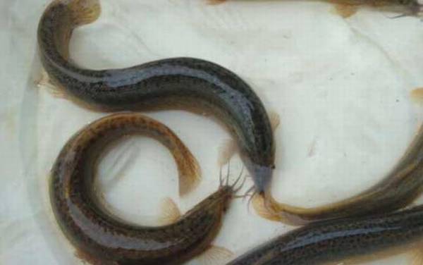 泥鳅笼放什么饵料最好?